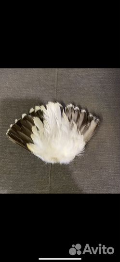 Хвост птицы