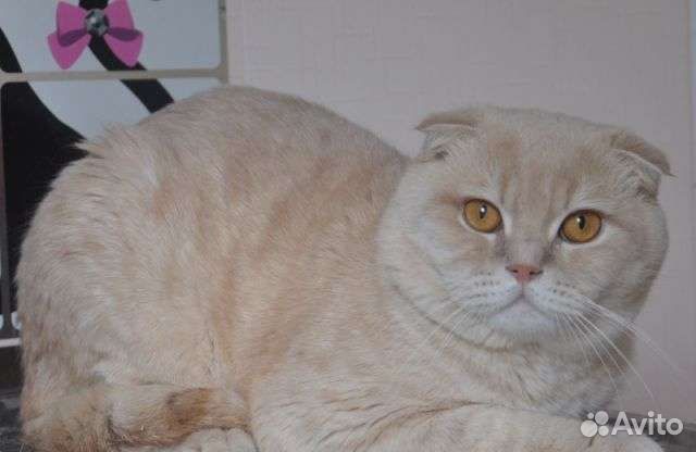 Шотландская кошка