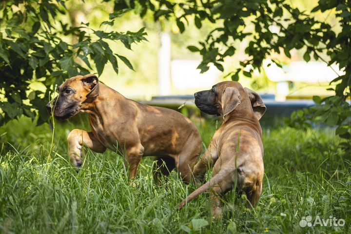 Щенки немецкого дога