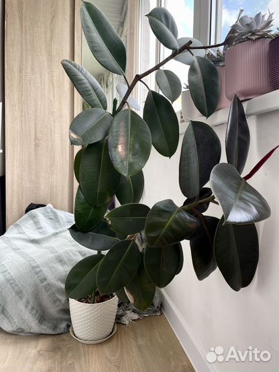 Фикус эластика