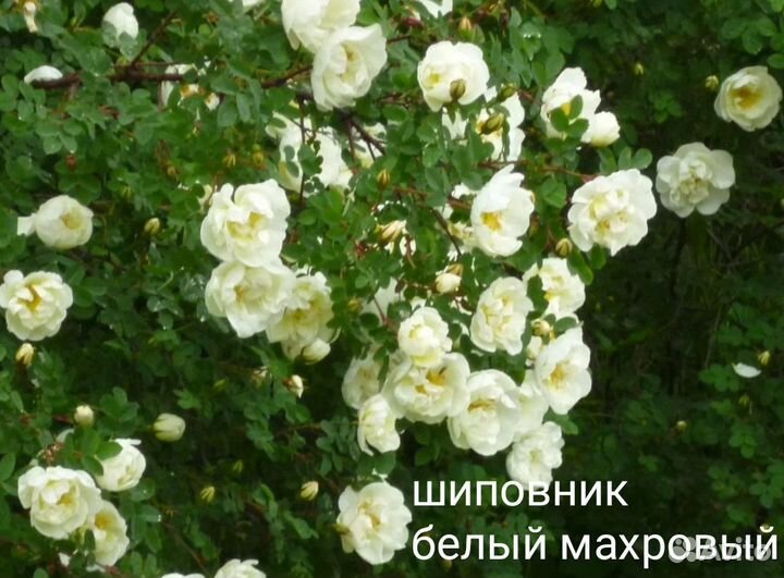 Многолетние цветы для сада