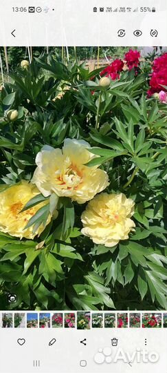 Пион ито бартзелла