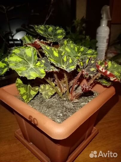 Цветы домашние в горшках