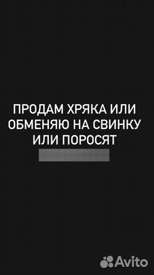 Продам хряка/обменяю на свинку или поросят
