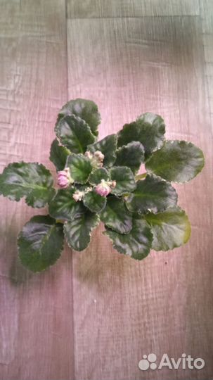 Фиалка сортовая ле- Сюрприз Зимы