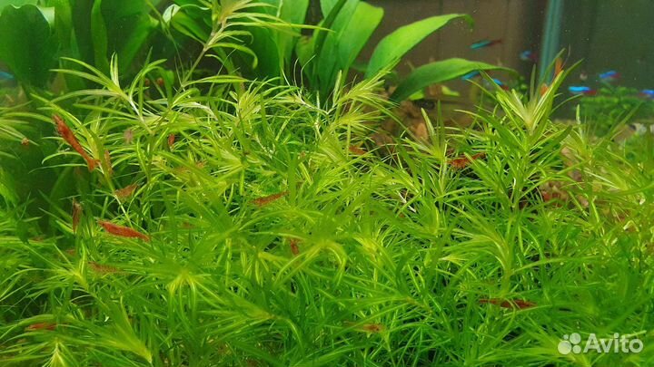 Креветки вишня