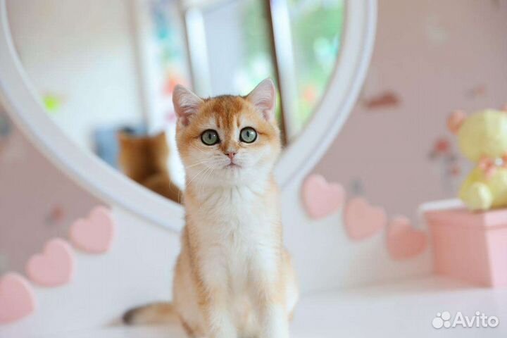 Британская золотая шиншилла