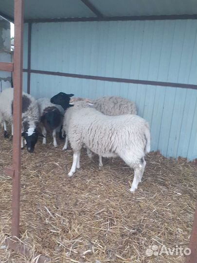 Баран и овцы дорпер