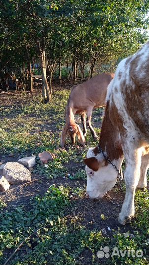 Продам скотину