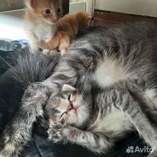 Отдам котят в добрые руки