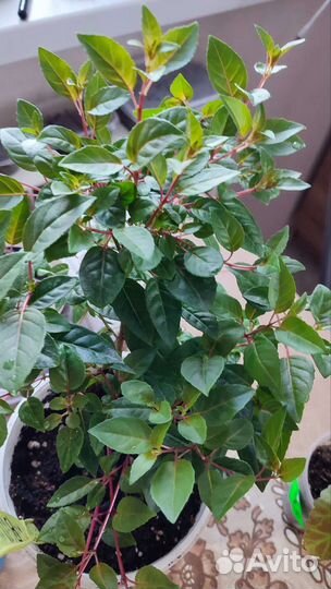 Фуксия Billy, фуксия Марленс тойка,бегония