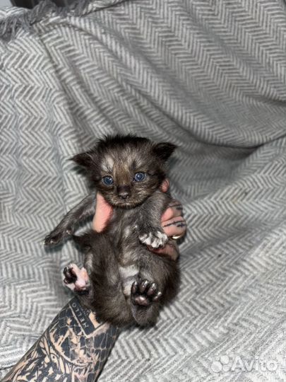 Котята мейн-кун