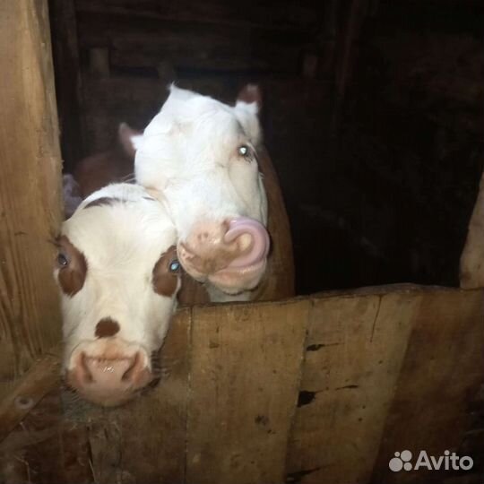 Айширская корова