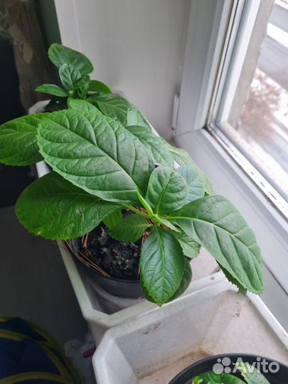 Гортензия крупнолистная