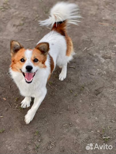 Собака потерялась