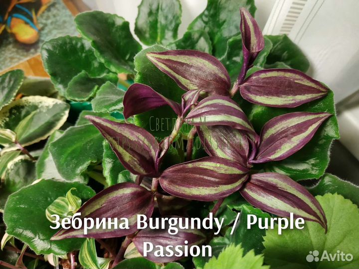 Традесканция разные сорта