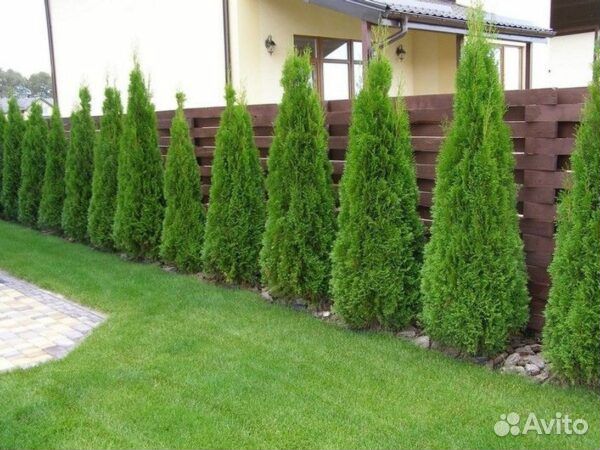 Туя смарагд