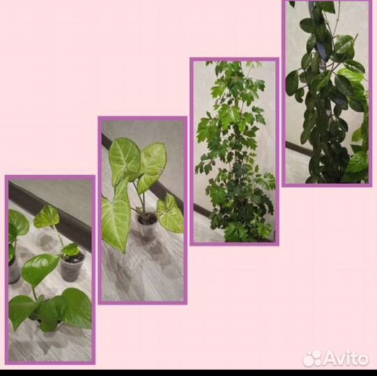 Лианы комнатные растения