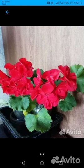 Декабриспапоротникбальзаминыберезкагераниахименесы