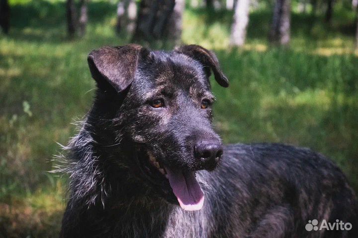 Тайсону нужен дом и тепло