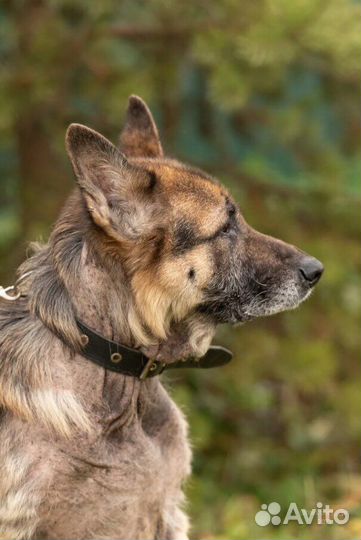 Немецкая овчарка в добрые руки