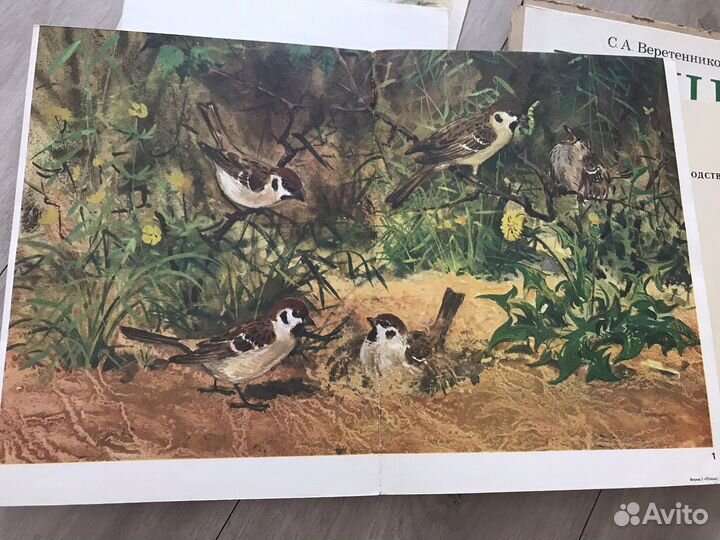 Птицы С. А. Веретенникова