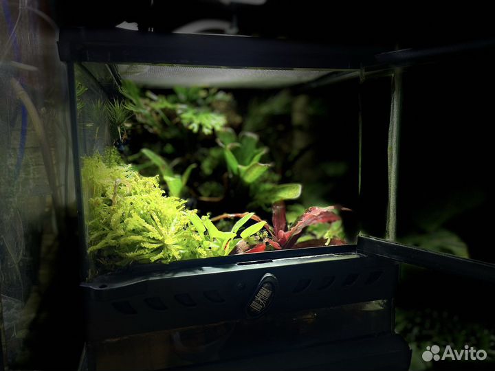 Террариум с природным фоном