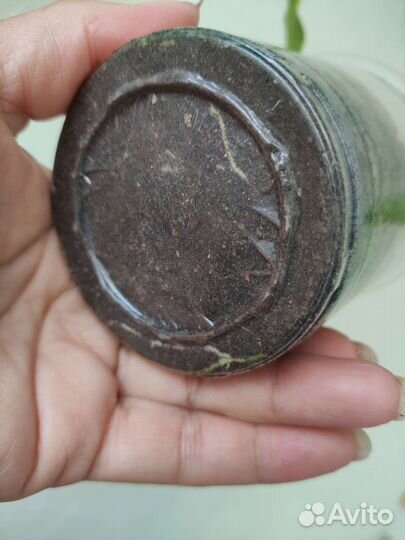 Хойя Империалис альба