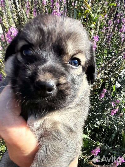 Щенки бесплатно