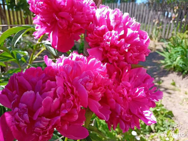 Многолетние цветы