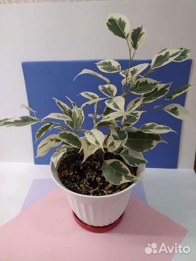 Фикус бенджамина