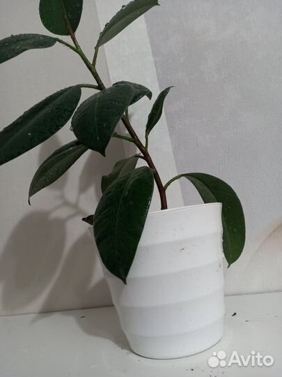 Продам цветы комнатные