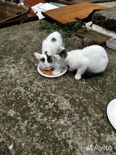 Котята в добрые руки