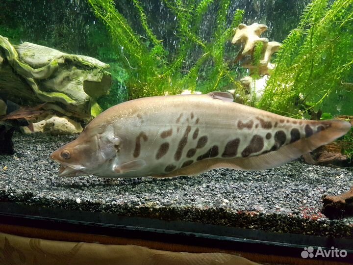 Индийский нож (золотой)