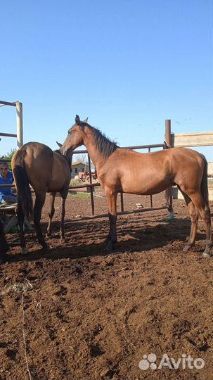 Продается Жеребчик