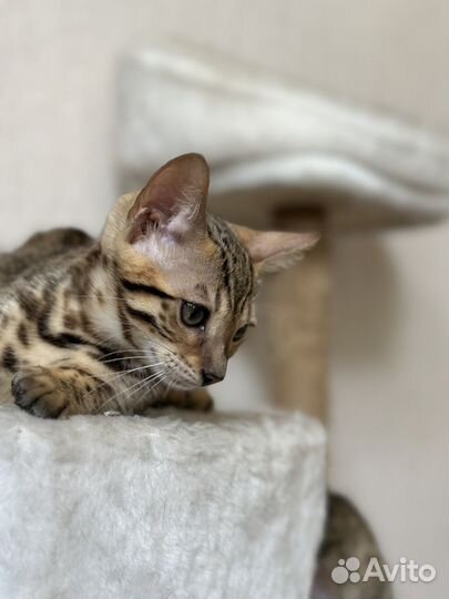 Бенгальская кошка