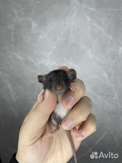 Крысята дамбо с доставкой