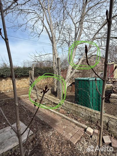 Саженцы каштан, дерево декоративное