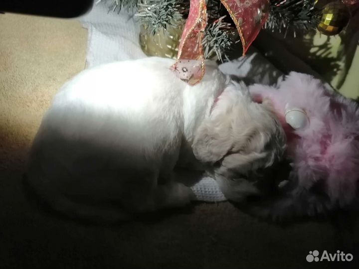 Щенок Мальтипу, примерная дата родов 28.10