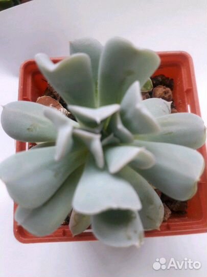 Гуерния в ассортименте