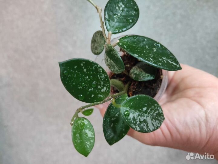 Хойя хеушкелиана вариегата и др