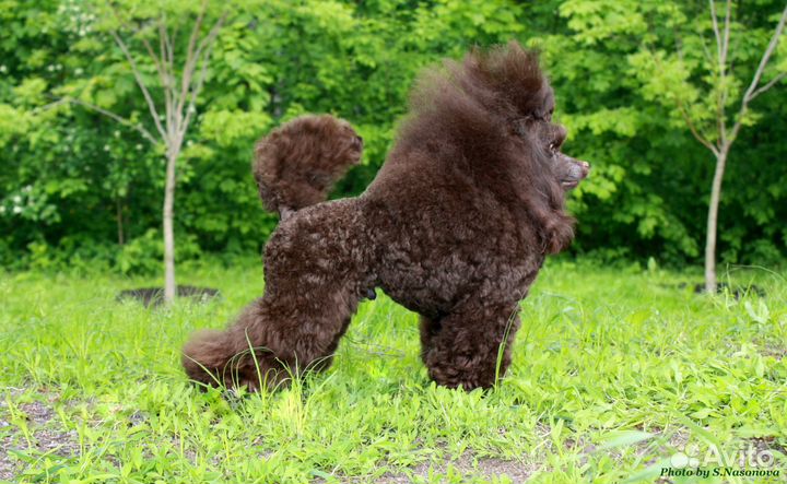 Той-пудель коричневого окраса для вязок