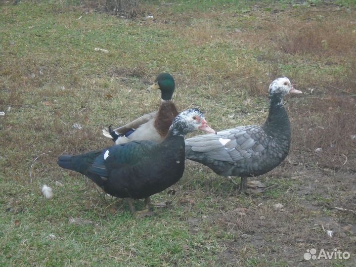 Мускатные утки