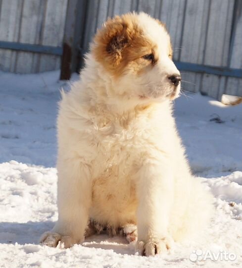 Гостиница для животных, передержка