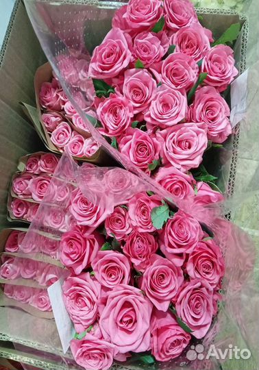 Розы оптом