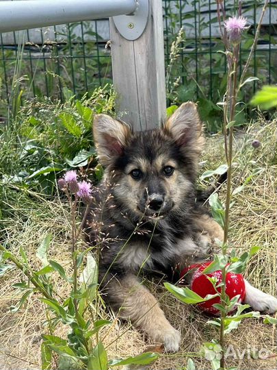Собака в добрые руки щенок