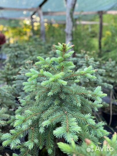 Саженцы растений