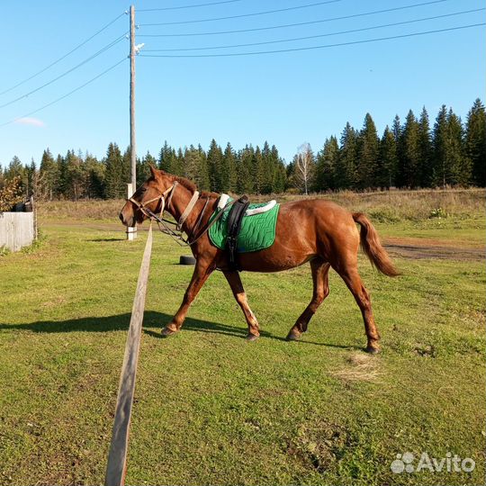 Продам лошадь кобылу/жеребец