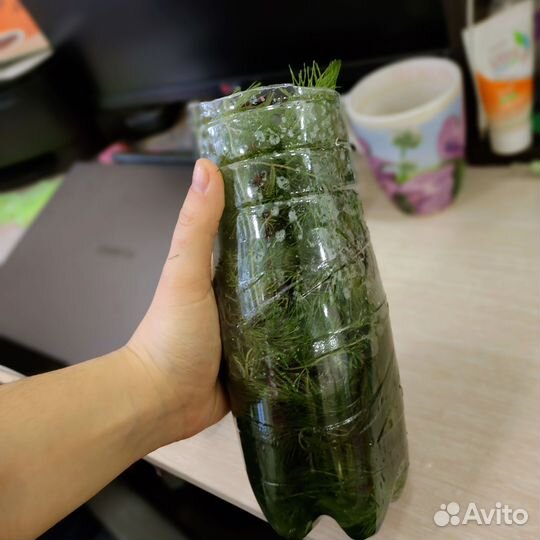 Водоросли для аквариума