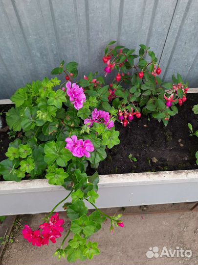 Комнатные растения